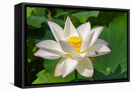 Lotus flower, Kyoto, Japan-Keren Su-Framed Premier Image Canvas