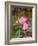 Lotus Flower, Lotus Flower (Nelumbo Nucifera), Bali-Hans Blossey-Framed Premium Photographic Print