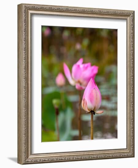 Lotus Flower, Lotus Flower (Nelumbo Nucifera), Bali-Hans Blossey-Framed Premium Photographic Print