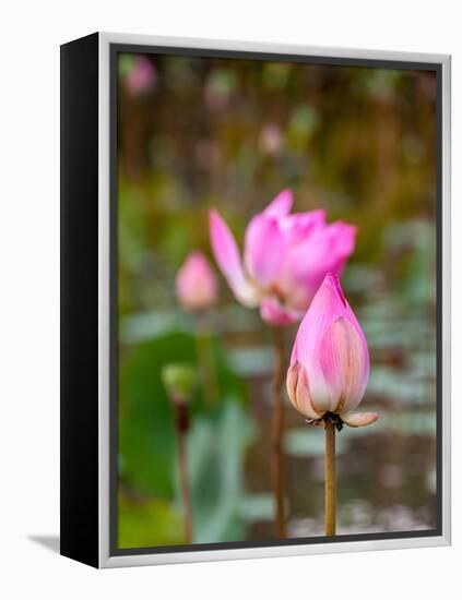 Lotus Flower, Lotus Flower (Nelumbo Nucifera), Bali-Hans Blossey-Framed Premier Image Canvas