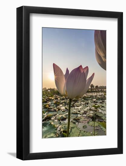 Lotus Flower (Nelumbo Nucifera), Near the Village of Kampong Tralach, Cambodia, Indochina-Michael Nolan-Framed Photographic Print