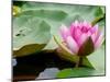 Lotus Flower on the Water-Ping Han-Mounted Photographic Print