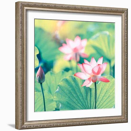 Lotus Flower Plants-kenny001-Framed Photographic Print