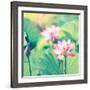 Lotus Flower Plants-kenny001-Framed Photographic Print