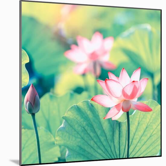 Lotus Flower Plants-kenny001-Mounted Photographic Print