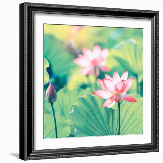 Lotus Flower Plants-kenny001-Framed Photographic Print