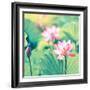 Lotus Flower Plants-kenny001-Framed Photographic Print