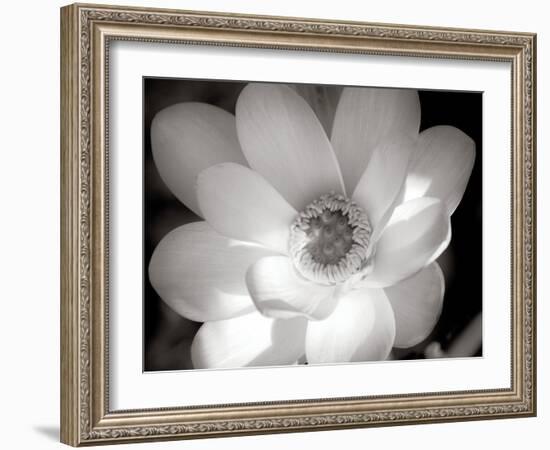 Lotus Flower V-Debra Van Swearingen-Framed Photo