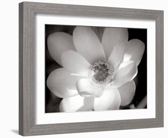 Lotus Flower V-Debra Van Swearingen-Framed Photo