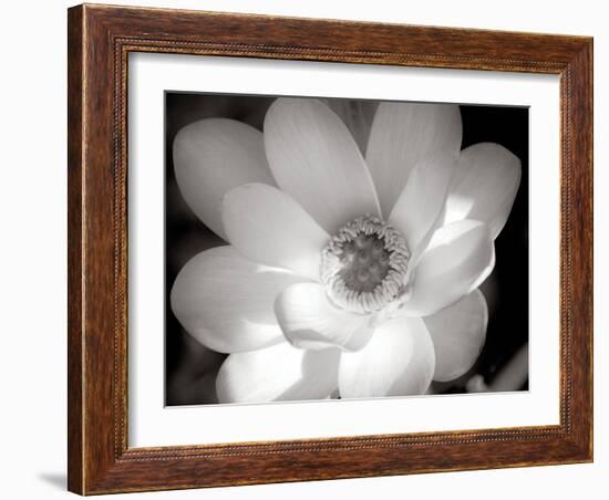 Lotus Flower V-Debra Van Swearingen-Framed Photo