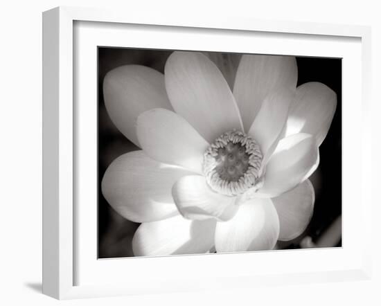 Lotus Flower V-Debra Van Swearingen-Framed Photo