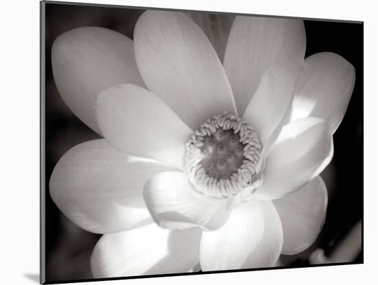 Lotus Flower V-Debra Van Swearingen-Mounted Photo
