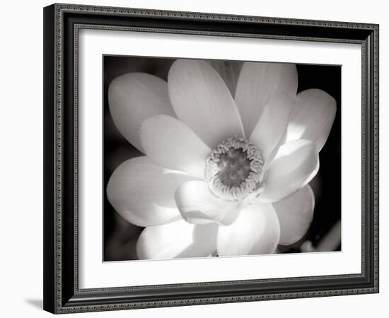 Lotus Flower V-Debra Van Swearingen-Framed Photo