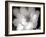 Lotus Flower V-Debra Van Swearingen-Framed Photo