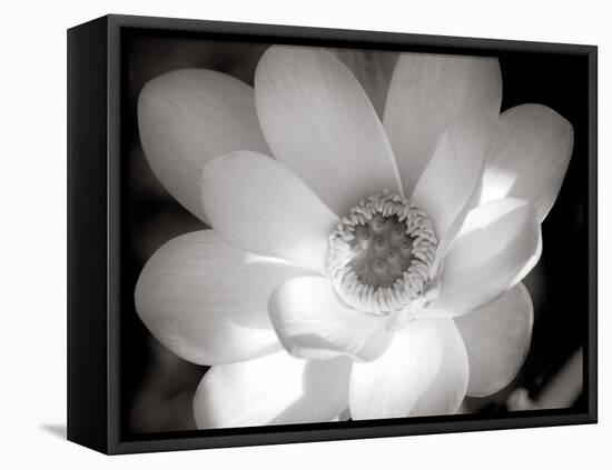 Lotus Flower V-Debra Van Swearingen-Framed Stretched Canvas