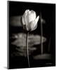 Lotus Flower VI-Debra Van Swearingen-Mounted Photo