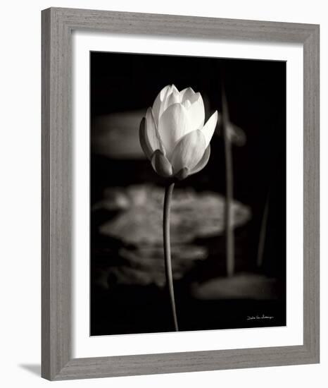 Lotus Flower VI-Debra Van Swearingen-Framed Photo