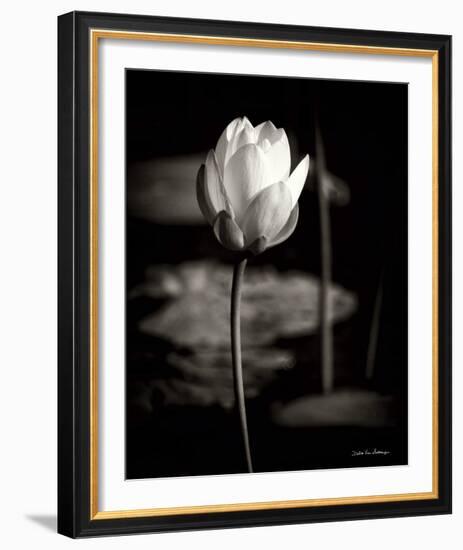 Lotus Flower VI-Debra Van Swearingen-Framed Photo