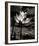 Lotus Flower VII-Debra Van Swearingen-Framed Photo