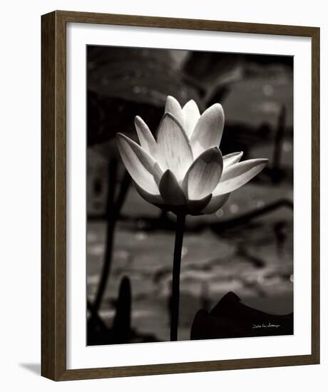 Lotus Flower VII-Debra Van Swearingen-Framed Photo