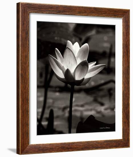 Lotus Flower VII-Debra Van Swearingen-Framed Photo