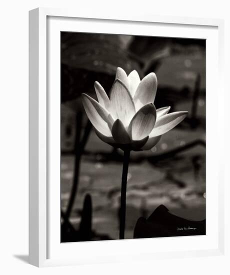 Lotus Flower VII-Debra Van Swearingen-Framed Photo