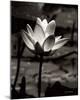 Lotus Flower VII-Debra Van Swearingen-Mounted Photo