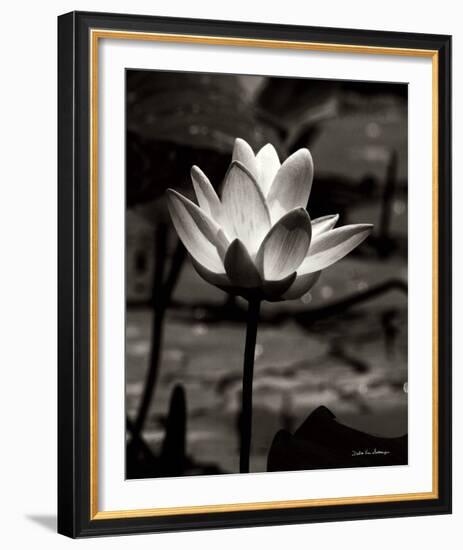 Lotus Flower VII-Debra Van Swearingen-Framed Photo