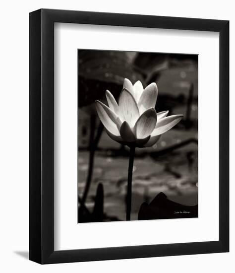 Lotus Flower VII-Debra Van Swearingen-Framed Photo
