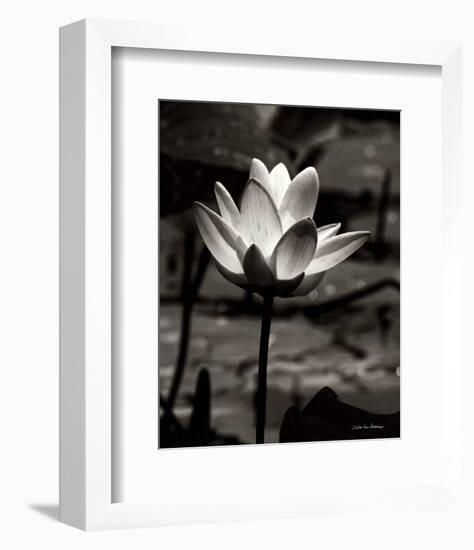 Lotus Flower VII-Debra Van Swearingen-Framed Photo