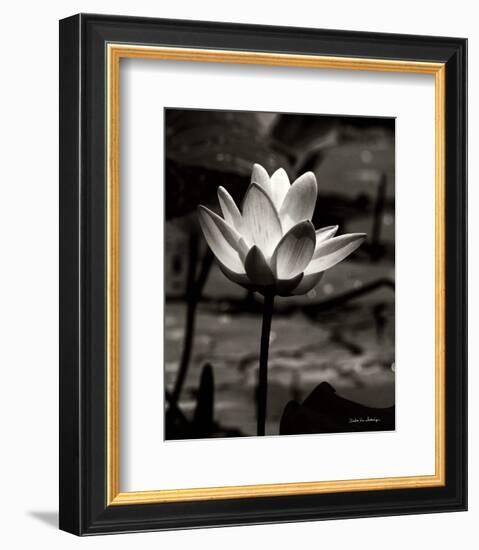 Lotus Flower VII-Debra Van Swearingen-Framed Photo