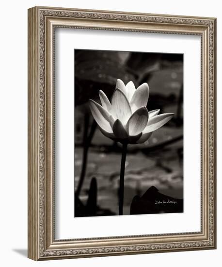 Lotus Flower VII-Debra Van Swearingen-Framed Art Print