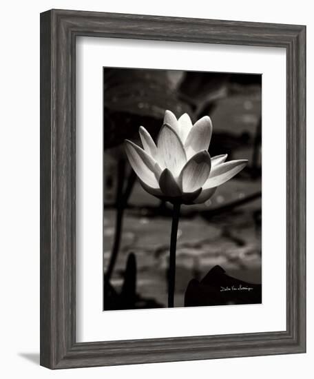 Lotus Flower VII-Debra Van Swearingen-Framed Art Print