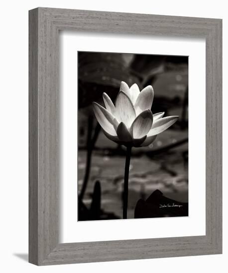 Lotus Flower VII-Debra Van Swearingen-Framed Art Print