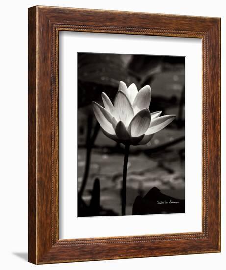 Lotus Flower VII-Debra Van Swearingen-Framed Art Print