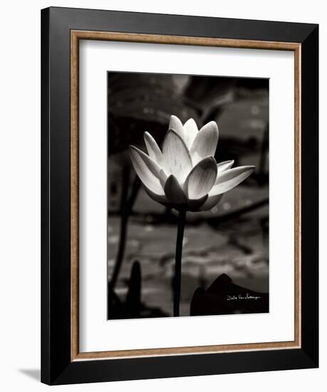 Lotus Flower VII-Debra Van Swearingen-Framed Art Print