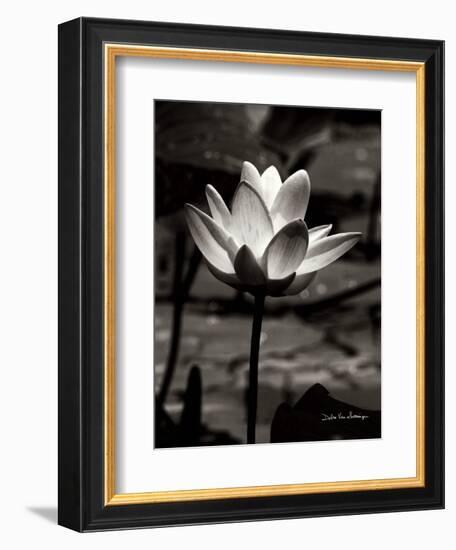 Lotus Flower VII-Debra Van Swearingen-Framed Art Print