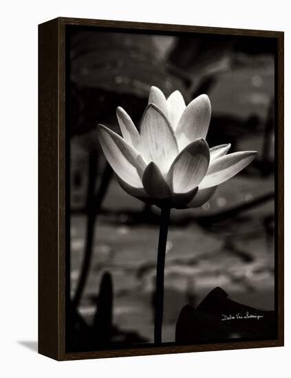 Lotus Flower VII-Debra Van Swearingen-Framed Stretched Canvas