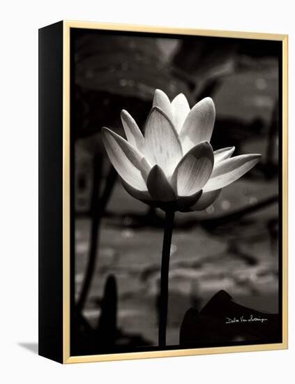 Lotus Flower VII-Debra Van Swearingen-Framed Stretched Canvas