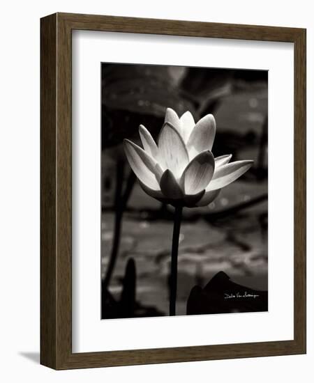 Lotus Flower VII-Debra Van Swearingen-Framed Premium Giclee Print