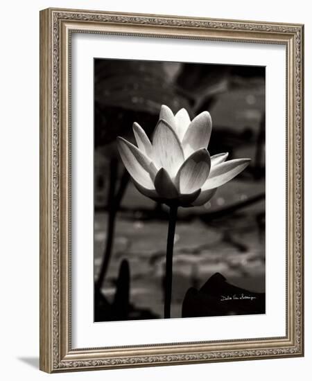 Lotus Flower VII-Debra Van Swearingen-Framed Art Print