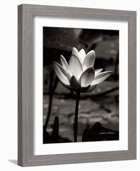 Lotus Flower VII-Debra Van Swearingen-Framed Art Print