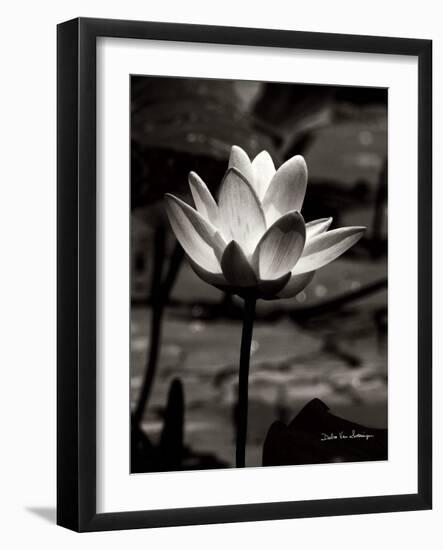 Lotus Flower VII-Debra Van Swearingen-Framed Art Print