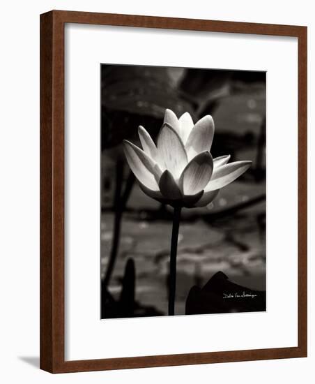 Lotus Flower VII-Debra Van Swearingen-Framed Art Print