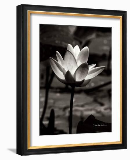 Lotus Flower VII-Debra Van Swearingen-Framed Art Print