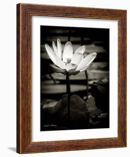 Lotus Flower VIII-Debra Van Swearingen-Framed Art Print