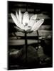Lotus Flower VIII-Debra Van Swearingen-Mounted Art Print