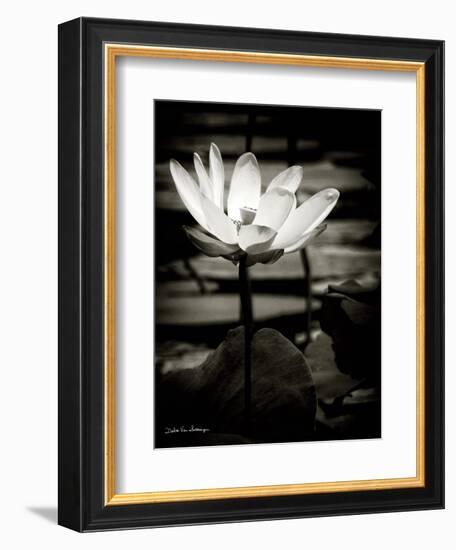 Lotus Flower VIII-Debra Van Swearingen-Framed Art Print