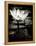 Lotus Flower VIII-Debra Van Swearingen-Framed Stretched Canvas