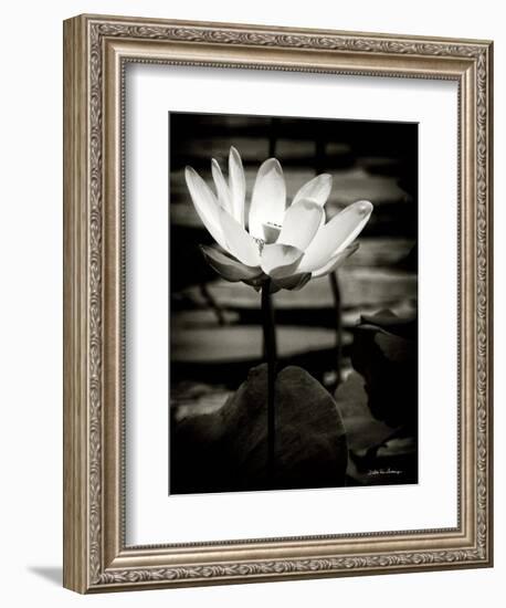 Lotus Flower VIII-Debra Van Swearingen-Framed Premium Giclee Print